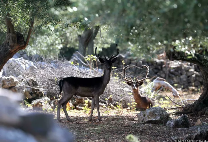 14.08.2023., Beli - Jeleni lopatari u sumama i maslinicima Tramuntane na otoku Cresu. Photo: Goran Kovacic/PIXSELL