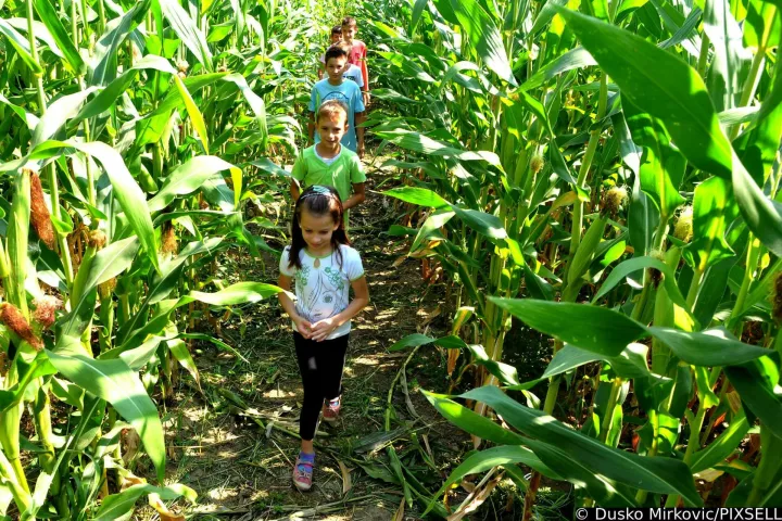 26.07.2014., Viskovci - Prvi labirint u kukruzima otvoren je u Viskovcima nedaleko Pleternice. Rijec je o projektu OPG Pilas, a sluzit ce za zabavu djece. Djeca u labirintu. Photo: Dusko Mirkovic/PIXSELL