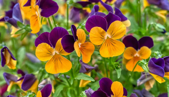 maćuhice, maćuhica