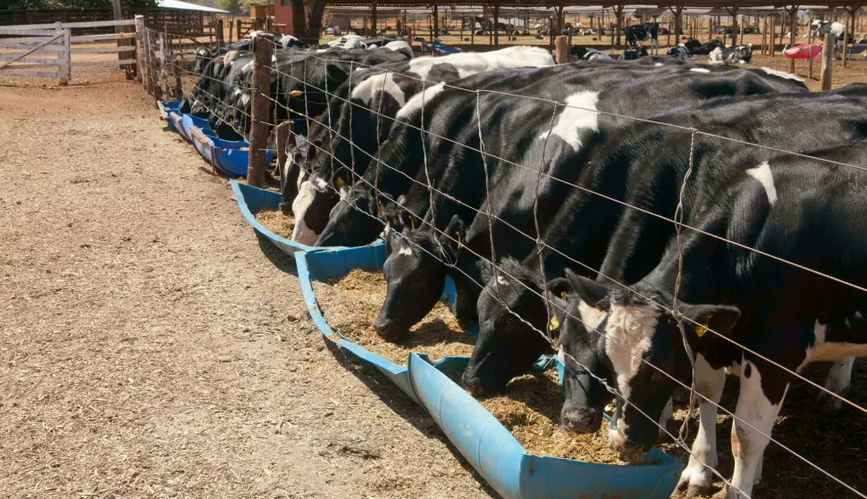 krave, goveda, farma