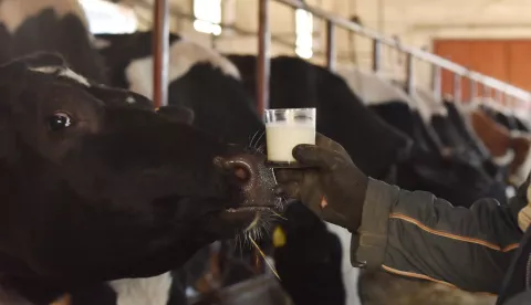 04.03.2016., Markovac - Jedan od najvecih proizvodjaca kravljeg mlijeka Milivoj Manojlovic iz Markovca, Opcina Biskupija, nije zadovoljan niskom otkupnom cijenom mlijeka koja je u Hrvatskoj jako mala. rPhoto: Hrvoje Jelavic/PIXSELL