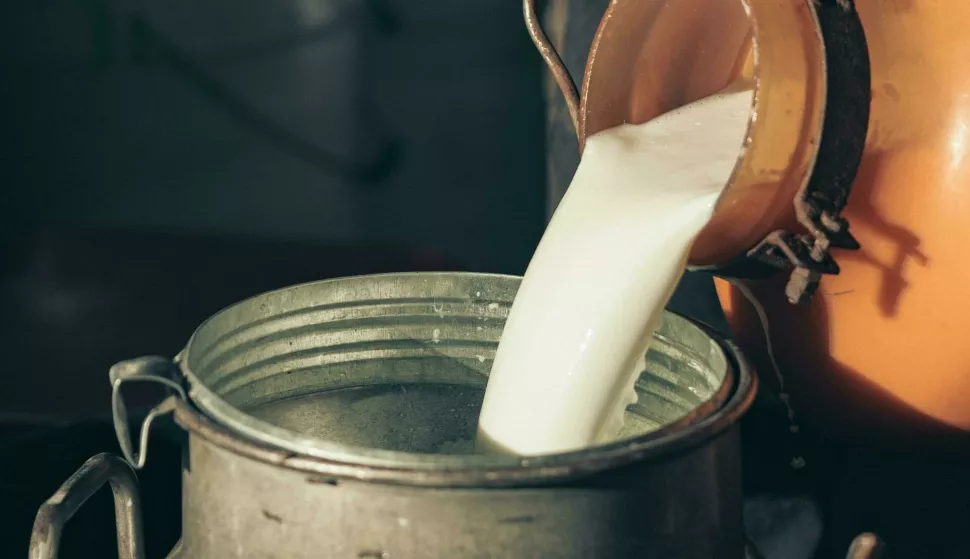 krava krave goveda govedomužnja mlijeko