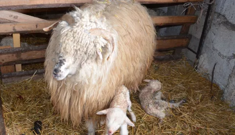 janjenje ovce ovca stočarstvo stoka janje poljoprivreda ovčarstvo