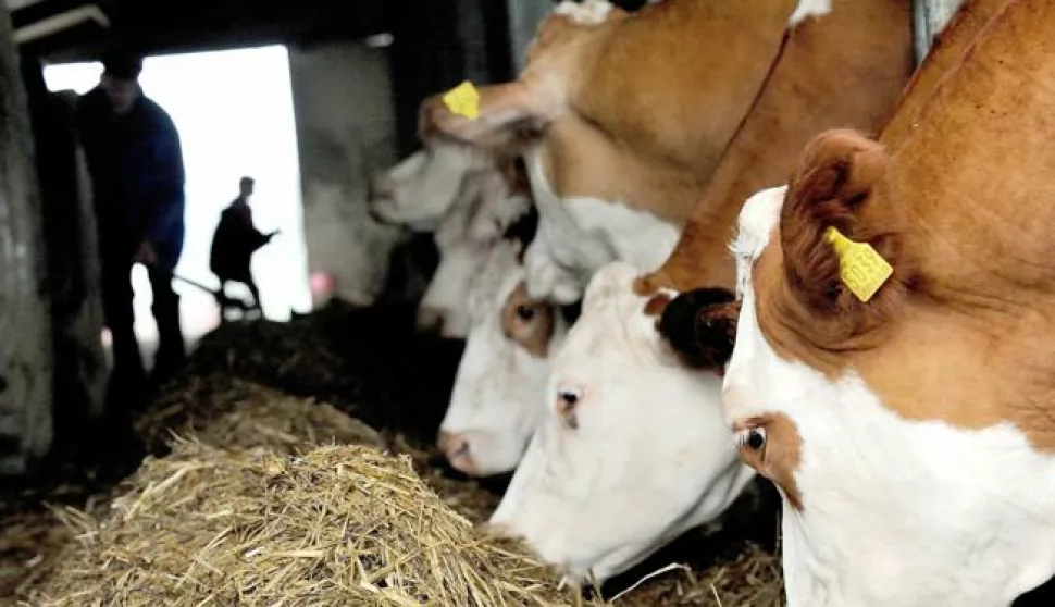 14.08.2014., Kustani, Sveti Ivan Zabno - OPG Dragutina Besteka. Photo: Daniel Kasap/PIXSELL------4 stupca colornovosti