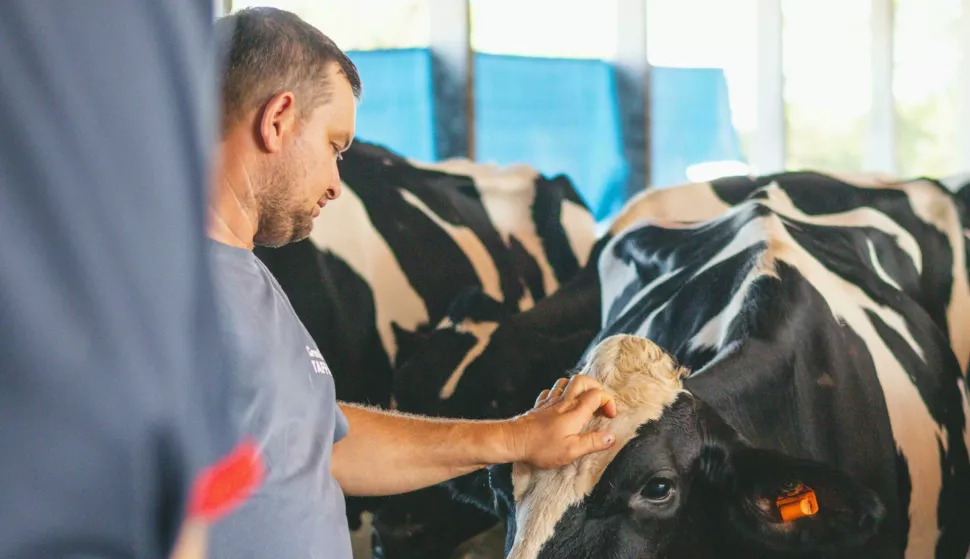 krava krave goveda govedo