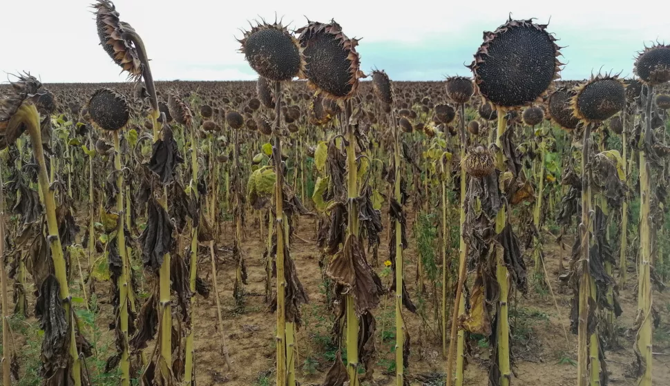 BARANJA- 04.09.2022., Landranje Baranjom, slobodnjak, ilustracija, polja suncokreta, suncokreti, suša,.Foto: Andrea Ilakovac