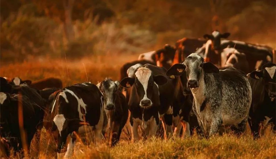 Ministarstvo poljoprivrede, šumarstva i ribarstva je sukladno važećim propisima ažuriralo Program kontrole bedrenice u Republici Hrvatskoj - Verzija 02 (Klasa: 322-02/22-01/46), kojim su određene mjere kontrole, sprječavanja i suzbijanja ove zoonoze na području cijele Republike Hrvatske, a osobito na područjima koja su proglašena bedreničnim distriktima.