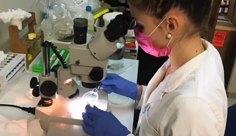 ZNANSTVENICE IRB-A OTKRILE GENE POTENCIJALNO OSJETLJIVE NA TOKSIČNE METALENametnik iz rijeke Krke pomaže u borbi protiv zagađenjasrpanj 2025.