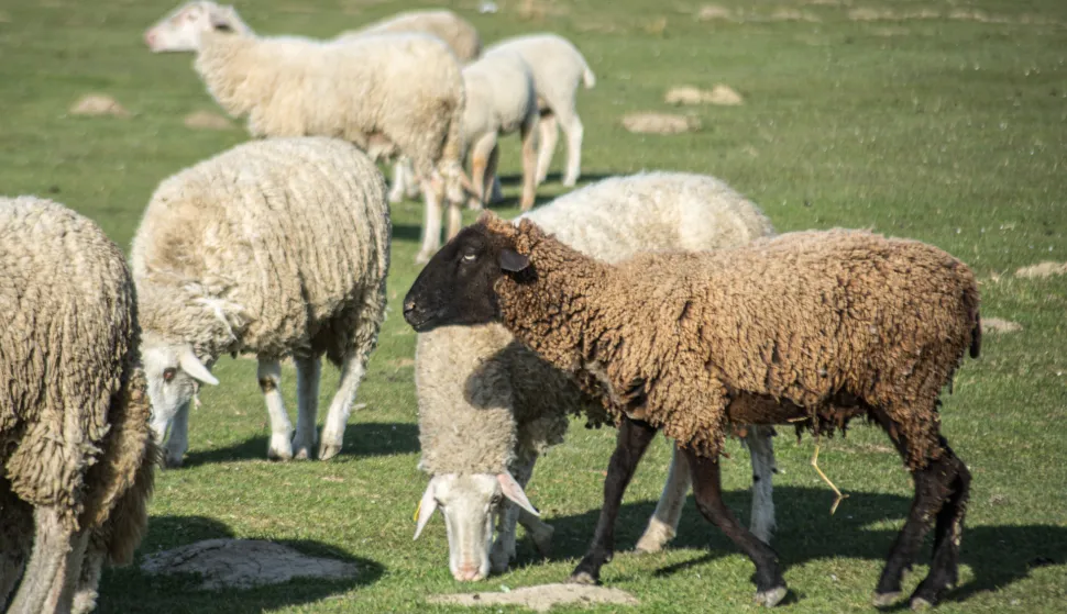 BIZOVAC-25.08.2022., stočarstvo, grana poljoprivrede, ovčarstvo, ovce, ovce na pašnjacima, slobodnjak, ilustracija.Foto: Andrea Ilakovac