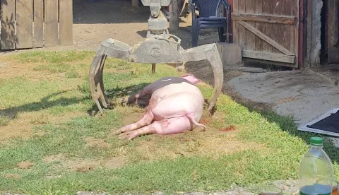 ASK u Općini Jagodnjak - eutanazija svinja