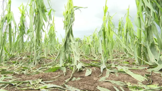 ILOK, ŽUPANJSKA POSAVIMATUČA, ŠTETASVIBANJ/LIPANJ 2024.