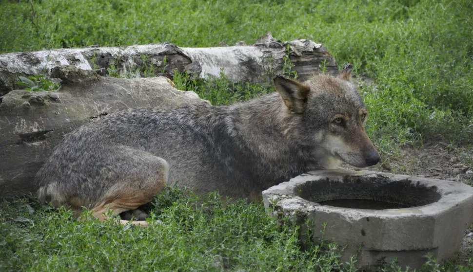 Vuk ilustracijaSNIMIO: VLADIMIR GRGURIĆ