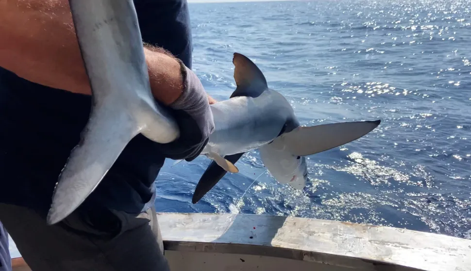 Zagreb, 3.8.2025. - Znanstvenici su u sklopu istraživanja pelagičnih vrsta morskih pasa u Jadranu, postavili na modrulja dugog gotovo dva metra satelitski odašiljač koji bi za šest mjeseci trebao poslati podatke o dosad slabo istraženom kretanju te strogo zaštićene vrste u Jadranskom moru. Na fotografiji modrulj ide u more. foto HINA/ Alen Soldo/ ml