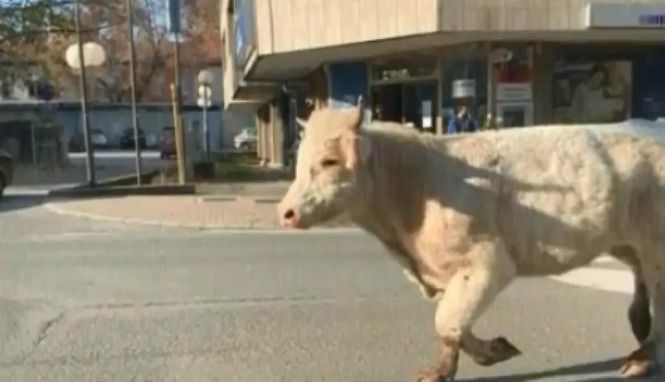 Odbjeglog bika još traže