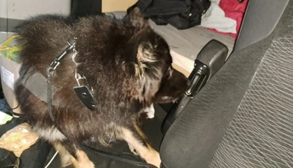 Pas za detekciju - novca