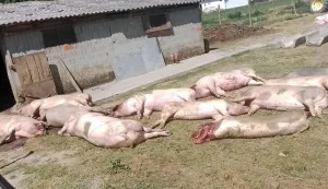 Gotova eutanazija svinja u Jagodnjaku, nitko ne zna koliku odštetu očekivati