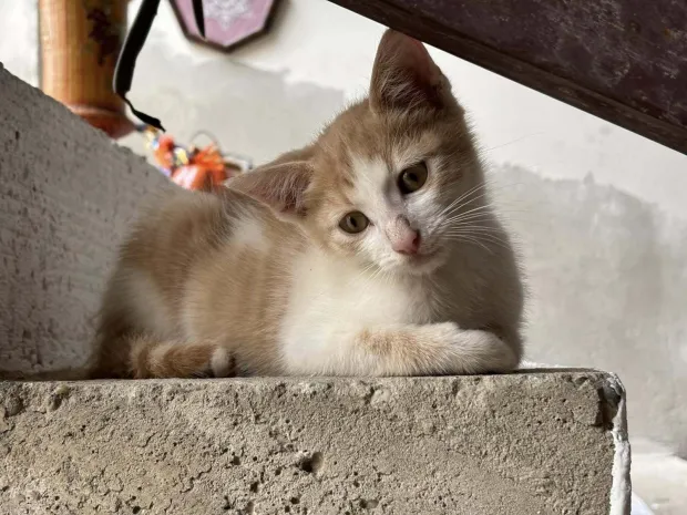 Sezona be&scaron;ćutnosti! Spakiraju kofere za more, a psa ostave na obilaznici