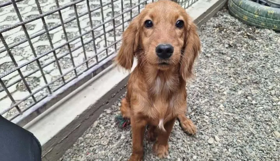 Bebica nedavno nađena i dovezena u Azil