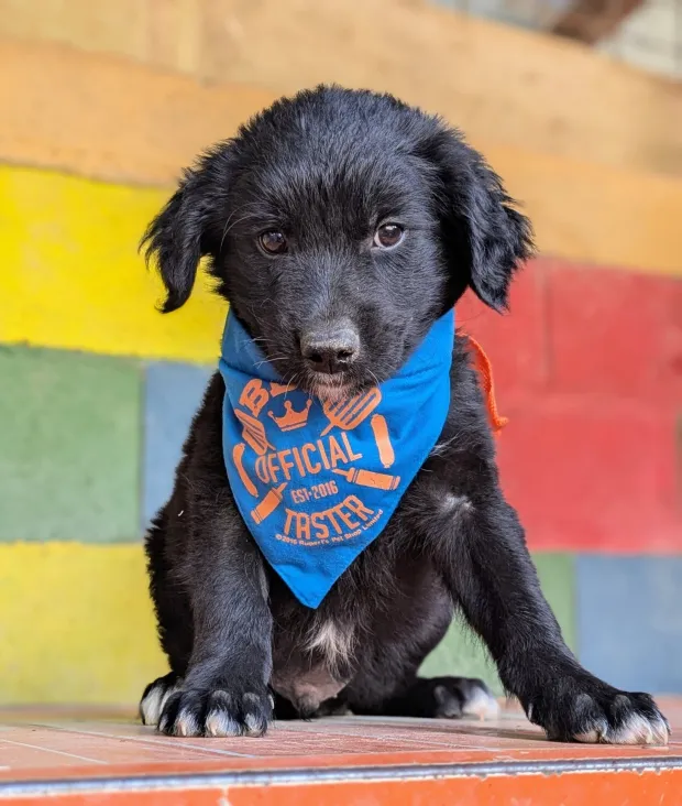 Azil za pse Osijek, Čoki