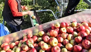 ekonomija...jarmina - gabos...19.10.2020.opg miroslav kolic - mladi poljoprivrednik iz jarmine na vise desetaka hektara proizvodi iskljucivo konzumnu jabuku; ove godine velika pomoc pri branju je nova investicija - platforma za branje jabuka; foto gordan panic