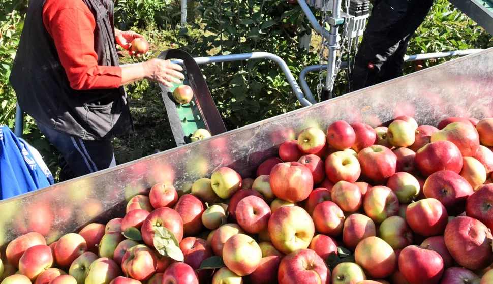 ekonomija...jarmina - gabos...19.10.2020.opg miroslav kolic - mladi poljoprivrednik iz jarmine na vise desetaka hektara proizvodi iskljucivo konzumnu jabuku; ove godine velika pomoc pri branju je nova investicija - platforma za branje jabuka; foto gordan panic