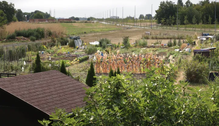 Osijek, 06. 08. 2025., Jug 2, Osječki urbani vrtovi, urbani vrtovi, Udruga Osvrt, poljoprivreda, povrće, voće, uzgajanje SNIMIO BRUNO JOBST