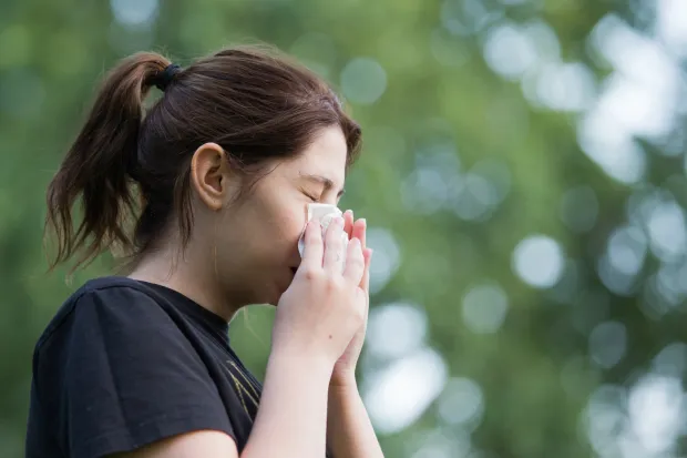 20.08.2018., Osijek - Ambrozija je korovna, vrlo invazivna biljka. Proizvodi velike kolicine peluda koji je jedan od najjacih prirodnih alergena. Ambrozija cvate pocetkom srpnja, a vrhunac doseze u razdoblju od sredine kolovoza do pocetka rujna. Simptomi alergije ukljucuju kihanje, zacepljen nos, nadrazene i crvene oci i grlo. "nPhoto: Dubravka Petric/PIXSELL 