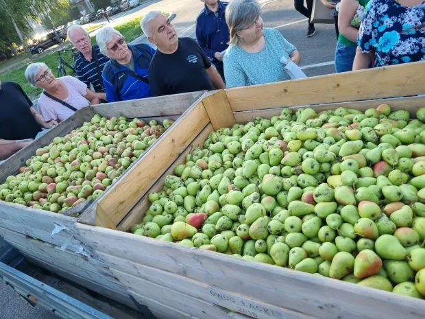 voće voćari ilustracija kru&scaron;ke jabuke m.flego