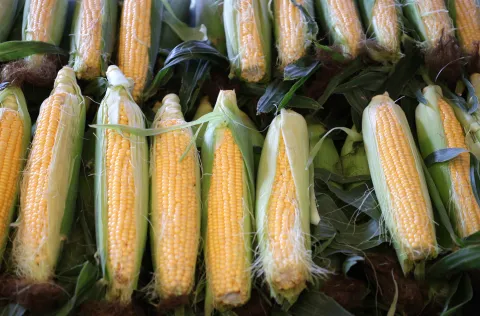 Osijek, 12. 08. 2025., Glavna tržnica, pija, ponuda, ljeto, cijene, ponuda, kukuruzSNIMIO BRUNO JOBST