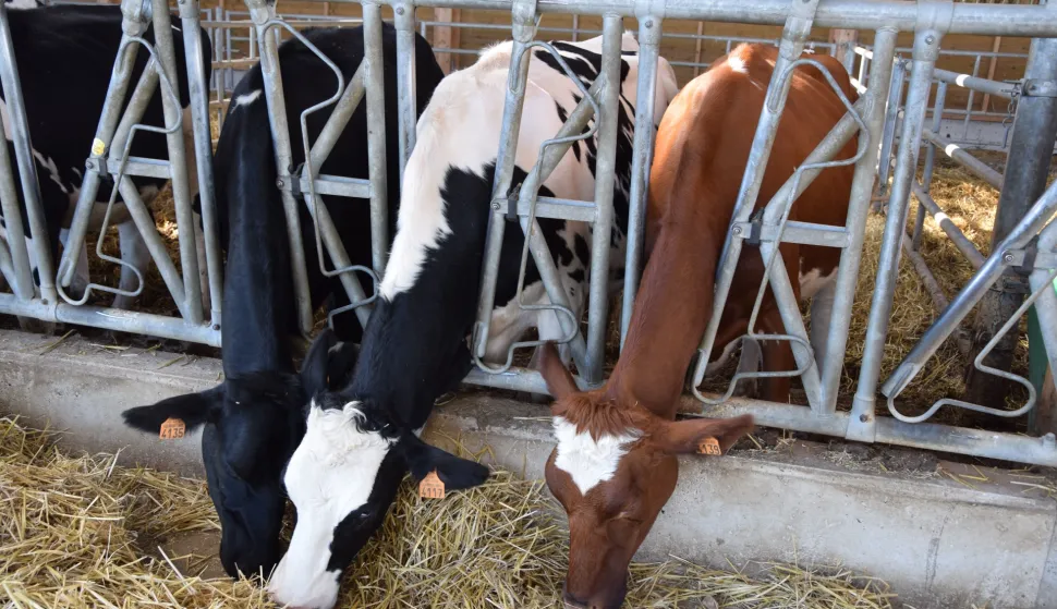 junad krave stočarstvo goveda