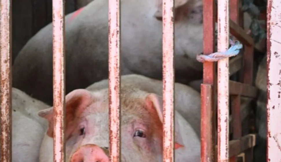 Svinjokolje svinje ASK africka svinjska kuga svinjogojstvo ilustracija Mario Mihaljevic 