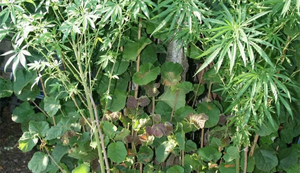 Na osječkom području zaplijenjena marihuana, ilustracija, policija, stabljike