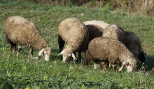 KOPAČEVO, 19. 11. 2019, KOPAČKI RIT, PRIJEMNI CENTAR. STADO, OVCE, KOZE, ČOBAN, PASTIR, ISPAŠA,. SLOBODNJAK.snimio GOJKO MITIĆ