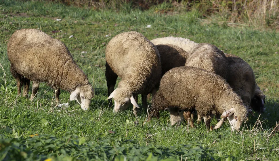 KOPAČEVO, 19. 11. 2019, KOPAČKI RIT, PRIJEMNI CENTAR. STADO, OVCE, KOZE, ČOBAN, PASTIR, ISPAŠA,. SLOBODNJAK.snimio GOJKO MITIĆ