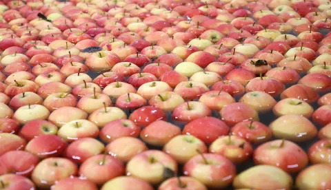 Osijek, 17. 04. 2025., RDC, Regionalni centar za voće i povrće, obilazak, jabuke; jabukaSNIMIO BRUNO JOBST