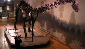 Dippy the Diplodocus skeleton cast in Belfast A photographer takes pictures of Dippy, The Natural History Museum's Diplodocus skeleton cast, during a media preview in the Ulster Museum, Belfast, ahead of it opening to the public on Friday as part of the UK tour. Brian Lawless Photo: Press Association/PIXSELL