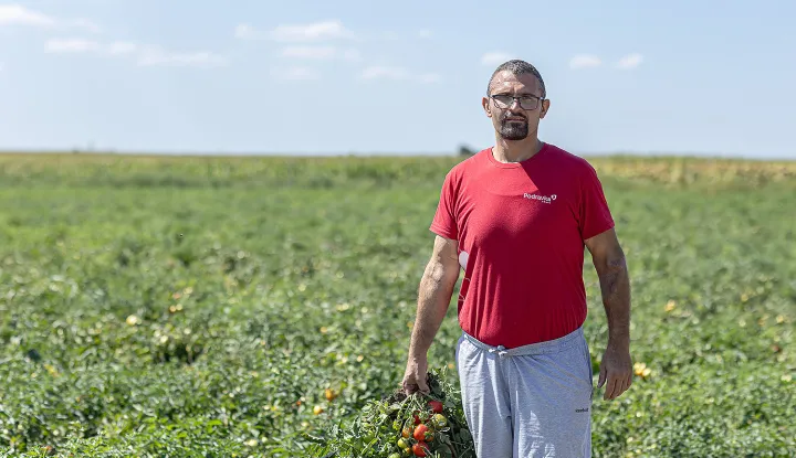 Dragan Zvonar postigaorekordan prinos rajčiceprilog vpžkolovoz 2025.