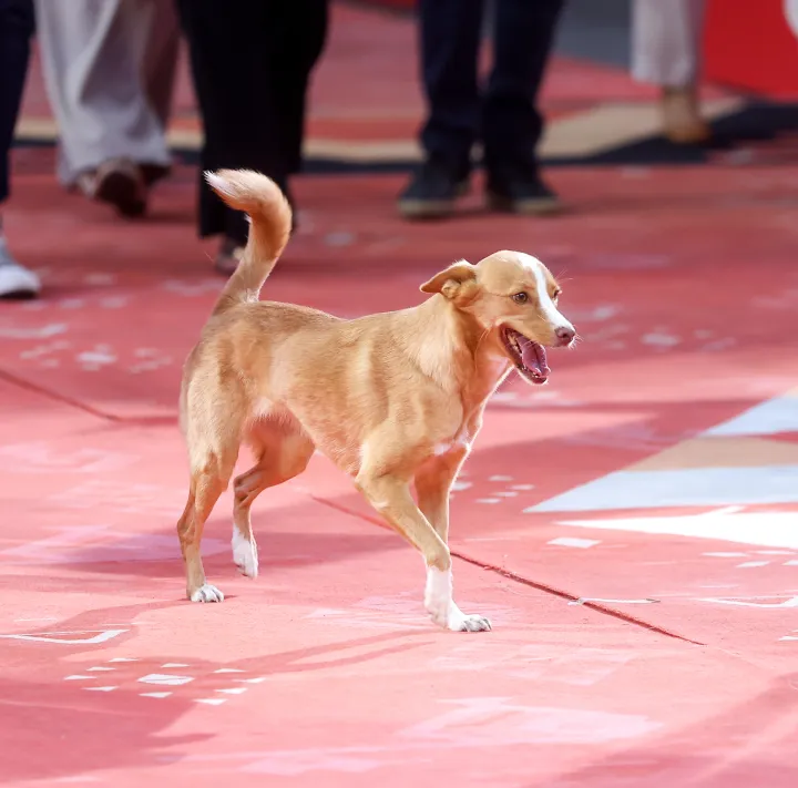 17.08.2025., Sarajevo, Bosna i Hercegovina - Regionalne filmske zvijezde prosetale su prvim crvenim tepihom treceg dana 31. Sarajevo Film Festivala. Photo: Armin Durgut/PIXSELL