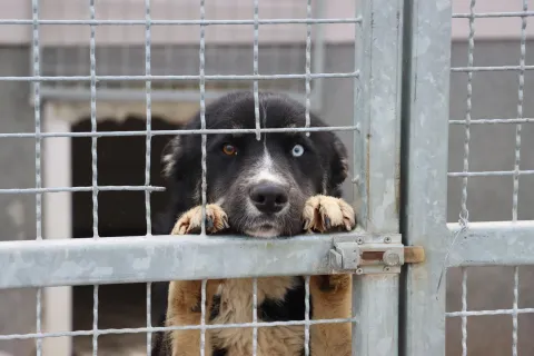 SLAVONSKI BROD - PAS, PSI, SKLONIŠTE