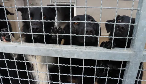 SLAVONSKI BROD - PAS, PSI, SKLONIŠTE