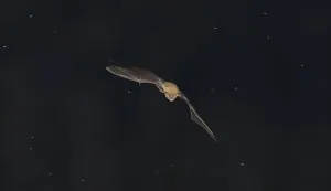 &Scaron;i&scaron;mi&scaron;, noć