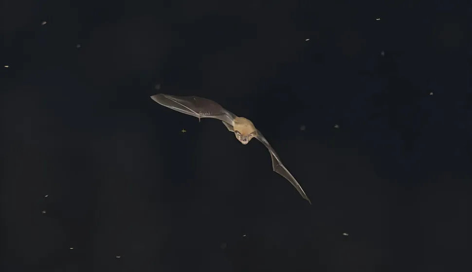 &Scaron;i&scaron;mi&scaron;, noć