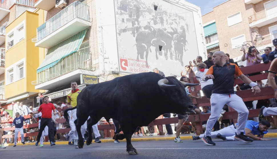 epa12335804 Runners are chased by bulls during the seventh running of the bulls in San Sebastian de los Reyes, Madrid, Spain, 30 August 2025. Eleven people were injured during the event. EPA/SERGIO PEREZ
