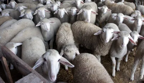Najveći su problemi uzgajivača ovaca profitabilnost, cijena bi trebala biti bar 6 eura po kilogramu, nakupci nude 4