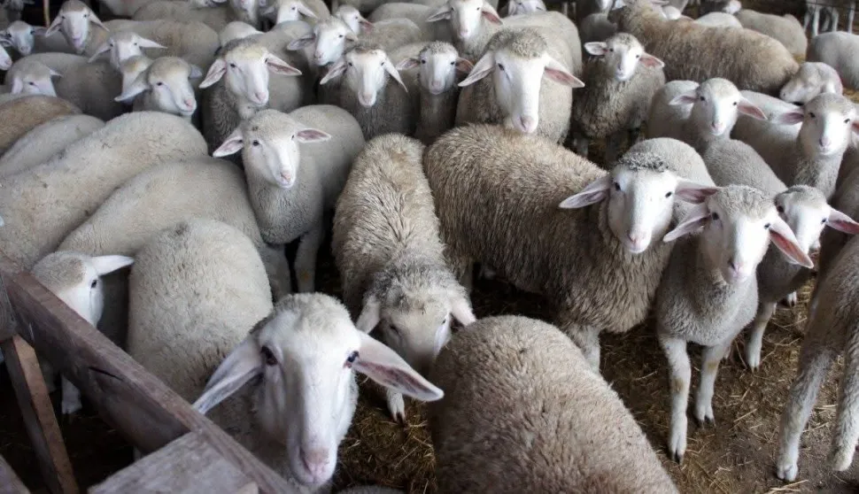 Najveći su problemi uzgajivača ovaca profitabilnost, cijena bi trebala biti bar 6 eura po kilogramu, nakupci nude 4
