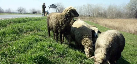 Najveći su problemi uzgajivača ovaca profitabilnost, cijena bi trebala biti bar 6 eura po kilogramu, nakupci nude 4