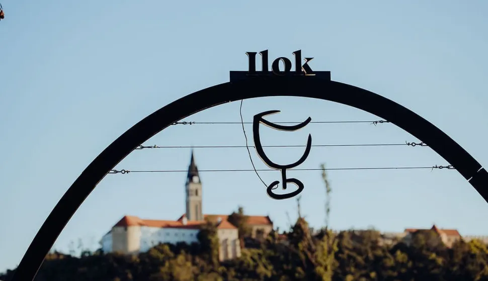 Iločka berba grožđa, 2024. godine