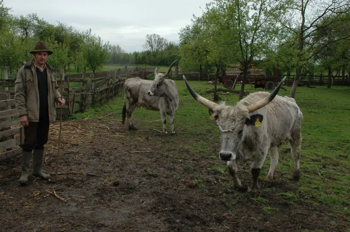 Slavonsko-srijemski podolac opet u Gudovcu zahvaljujući obitelji Glavačević