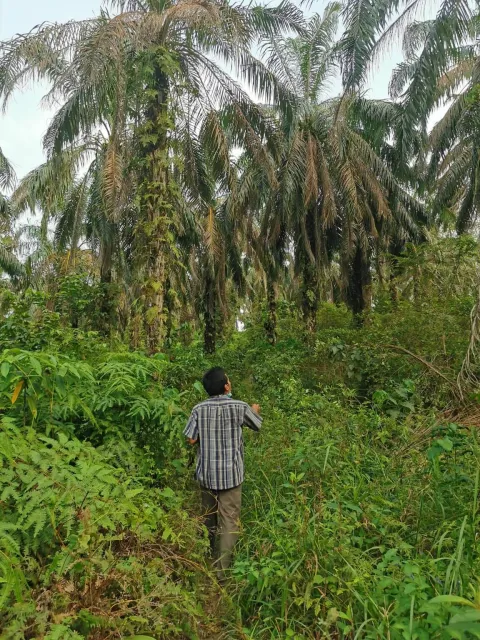 MAGAZIN INA PALMA MALEZIJA