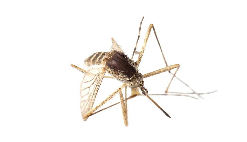 Kako spriječiti ulaz komarcima, ali i njihov povratak